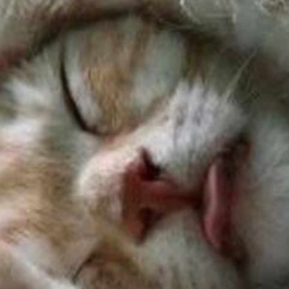 Meet your Posher, Darlene